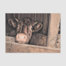 Search for cow tissue paper Country