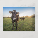 Search for bovines postcards Animals