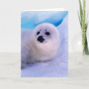 Search for baby seals cards Wild animals