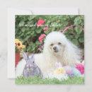 Search for poodle cards invites Dogs