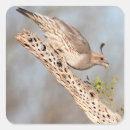 Search for quails stickers Nature