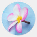 Search for hawaii flower stickers Gold
