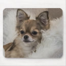 Search for tiny small mousepads Chihuahua