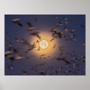 Search for bosque del apache posters New mexico