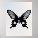 Search for butterfly posters Pretty