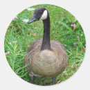 Search for canadian geese stickers Nature
