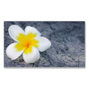 Search for frangipani business cards Flowers