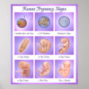 Search for foetus art Pregnancy