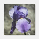 Search for beautiful spring magnets Purple