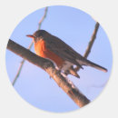 Search for robin birds stickers Nature