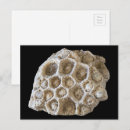 Search for coral photography Nature