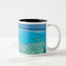 Search for queensland mugs Aerial