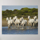 Search for brenda posters Herd