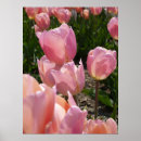 Search for easter flowers posters Tulip