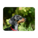 Search for short haired miniature dachshund magnets Black and tan