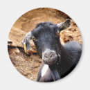 Search for goat magnets Farms