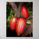 Search for cacao posters Chocolate