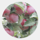 Search for apple tree stickers Red