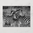 Search for isolate postcards Black and white