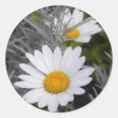 Search for shasta daisy flower stickers White