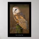 Search for hoot art Bird of prey
