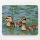 Search for duckling mousepads Nature