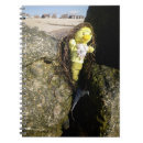 Search for mermaid notebooks Sea