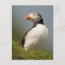 Search for puffin postcards Cute
