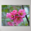 Search for quince art Pink