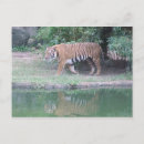 Search for corbett postcards Tiger