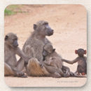 Search for embrace coasters Embracing