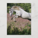 Search for galloping postcards Equestrian