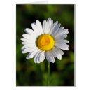 Search for sunny photography Daisy