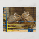 Search for caged postcards Pet