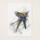Search for lear Cockatoo