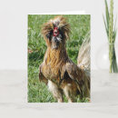 Search for funny rooster Animals