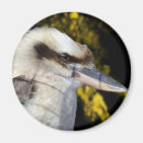 Search for kookaburra magnets Bird