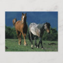 Search for mustang wild horses postcards Equestrian