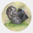 Search for round wild turkey stickers Wildlife