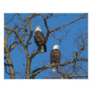 Search for bald eagle pics posters Raptor