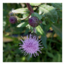 Search for splash posters Summer