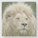 Search for big cat coasters Green
