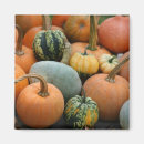 Search for squash magnets Garden
