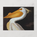 Search for audubon postcards Granger