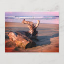 Search for drifting postcards Ocean
