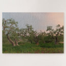 Search for olive grove Orchard