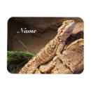 Search for bearded dragon magnets Scales