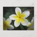 Search for frangipani Nature