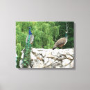 Search for peacock art Photography