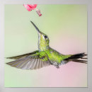 Search for hummingbird posters Colibri